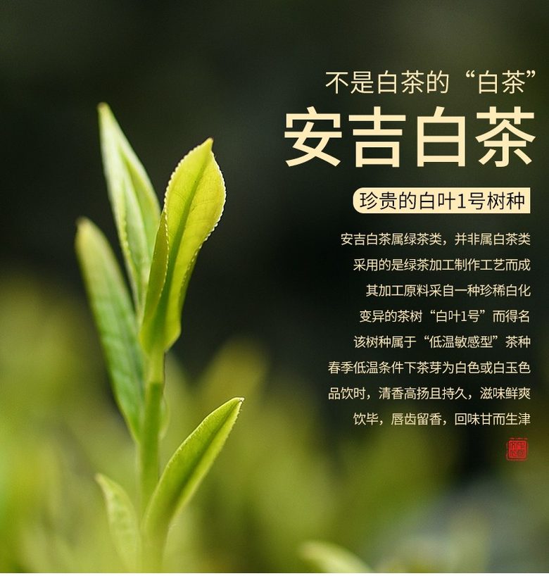 安吉白茶100g